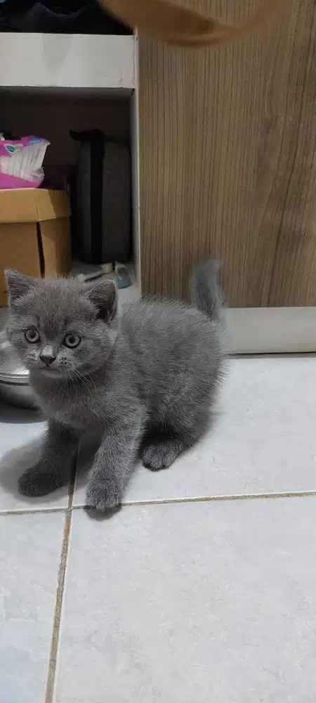 Kitten Britsh Shorthair Blue