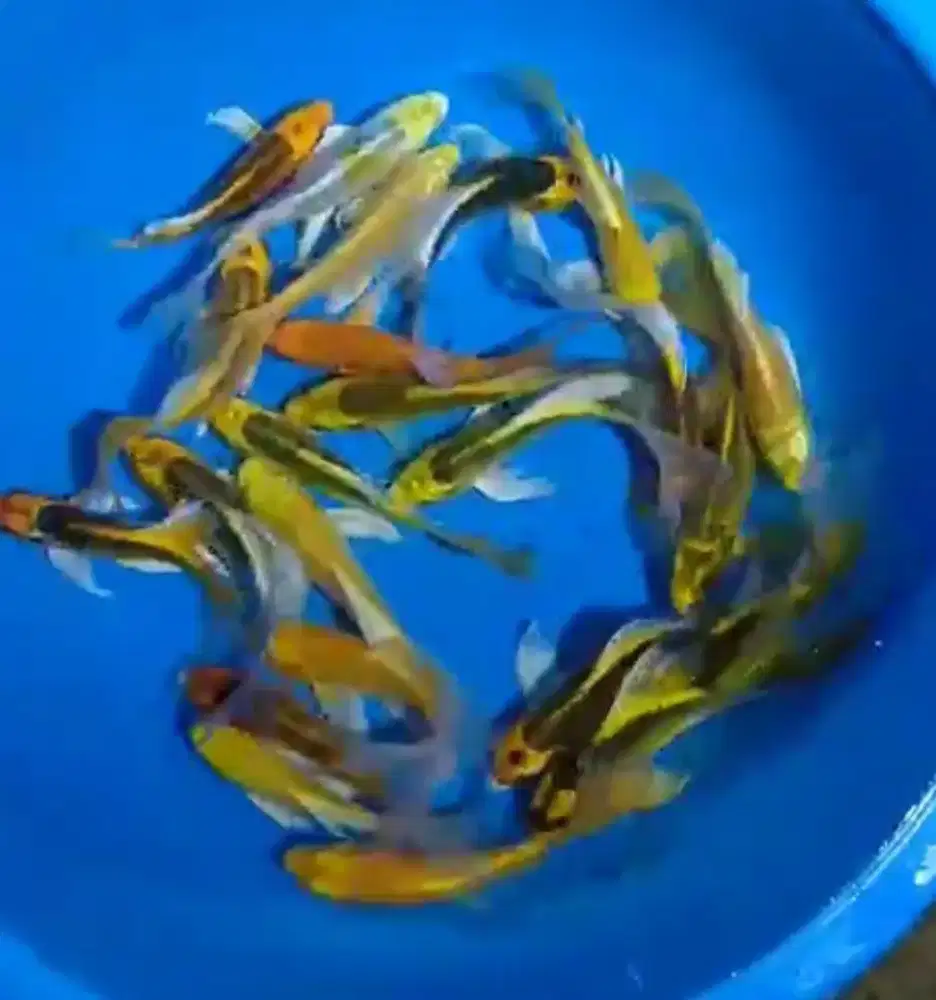 Ikan koi size 15-17cm