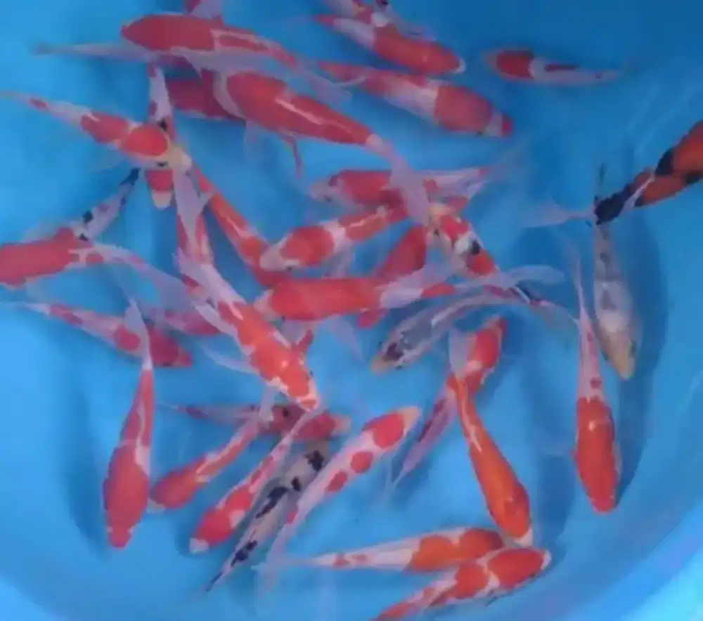 Ikan koi size 15cm