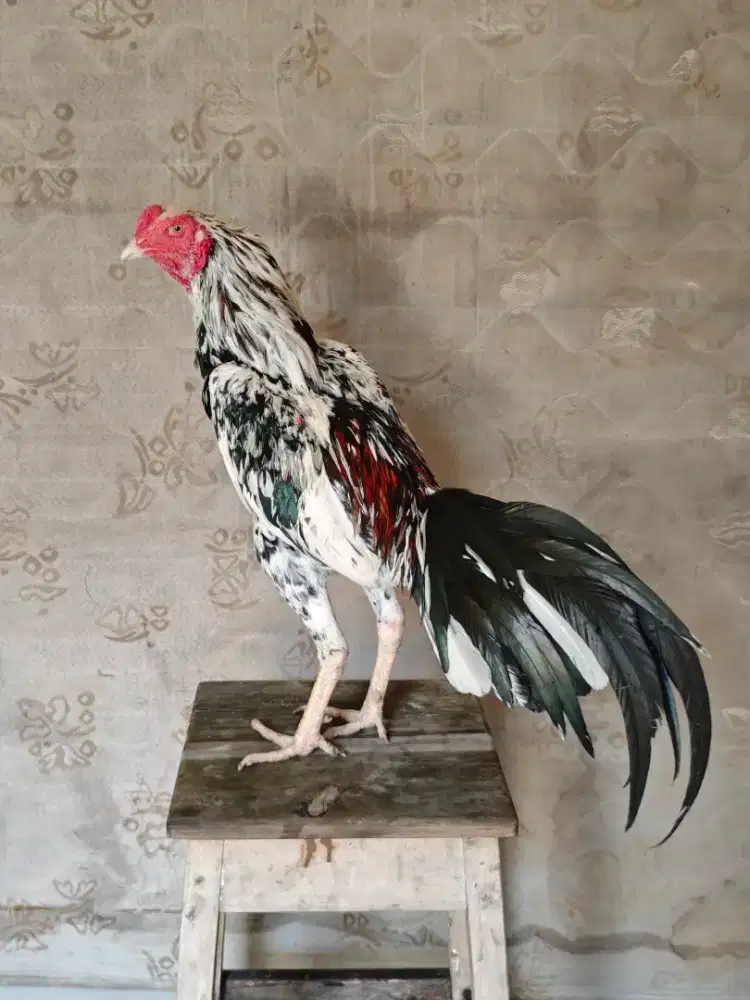 Ayam Bangkok Trad x Pakhoy Crazy Dog