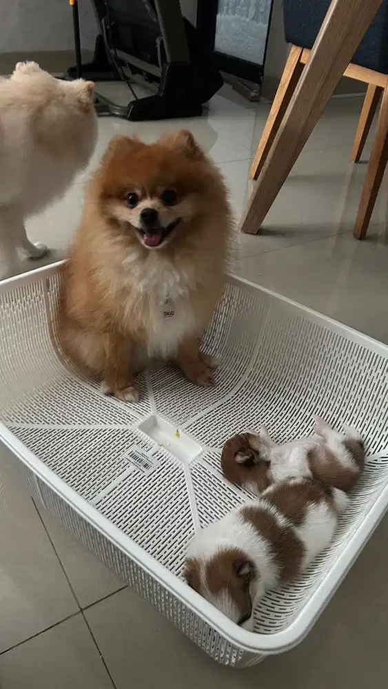 Lowongan asisten toko pet food