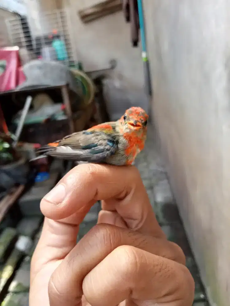 Kemade (cabe cabean)