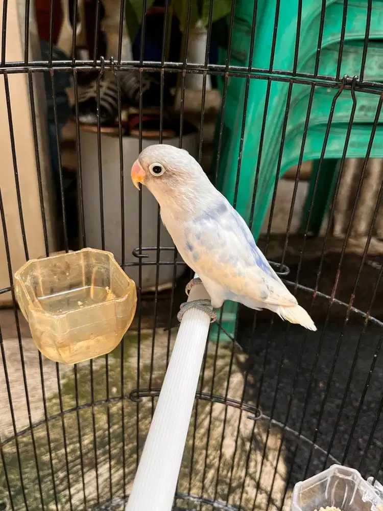 Lovebird warna bagus 6bulan
