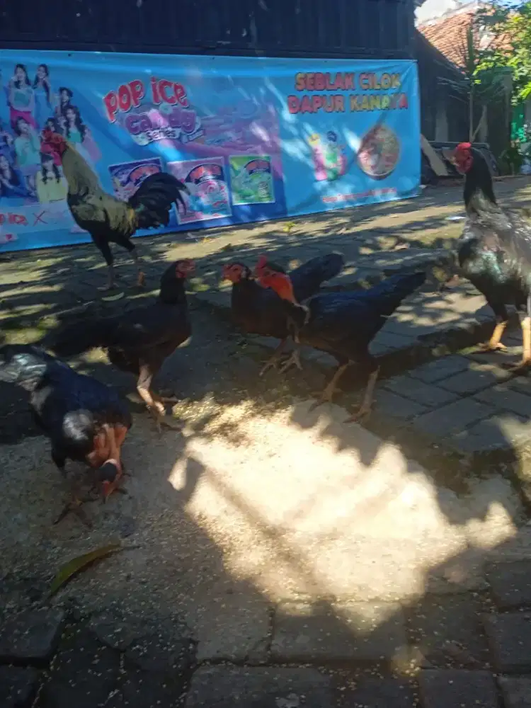 AYAM KAMPUNG 1 PASANG.