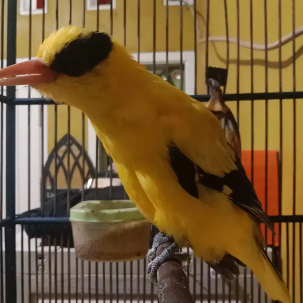 Kepodang super jinak