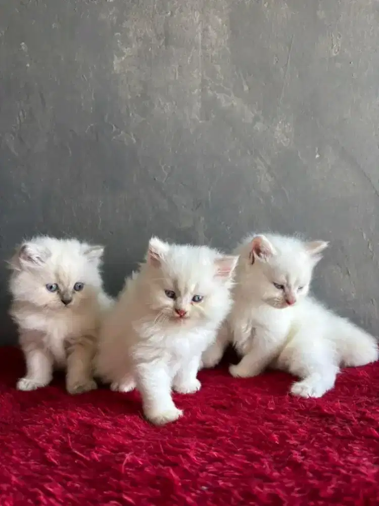 Kitten Persia white solid