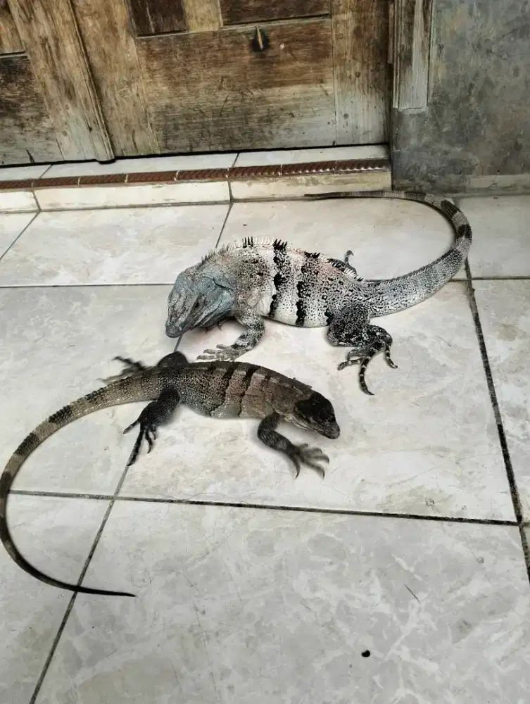 Similis iguana sepasang