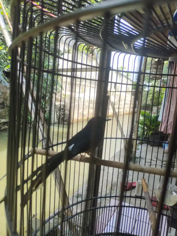 MURAI BATU HUTAN FULLSET NO TEBOK