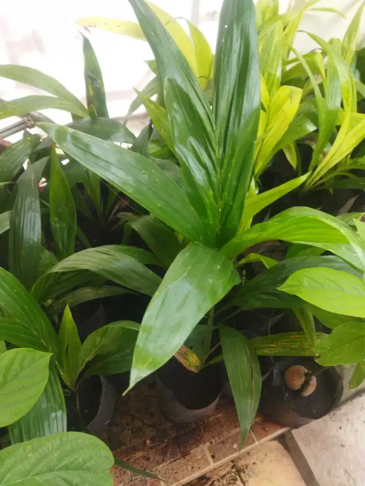 Bibit sawit jenis unggul DXP PPKS Tenera