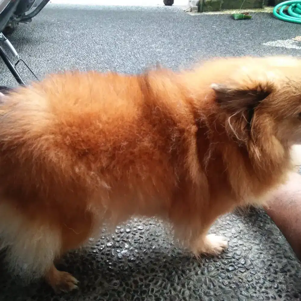 Jasa mandi anjing panggilan