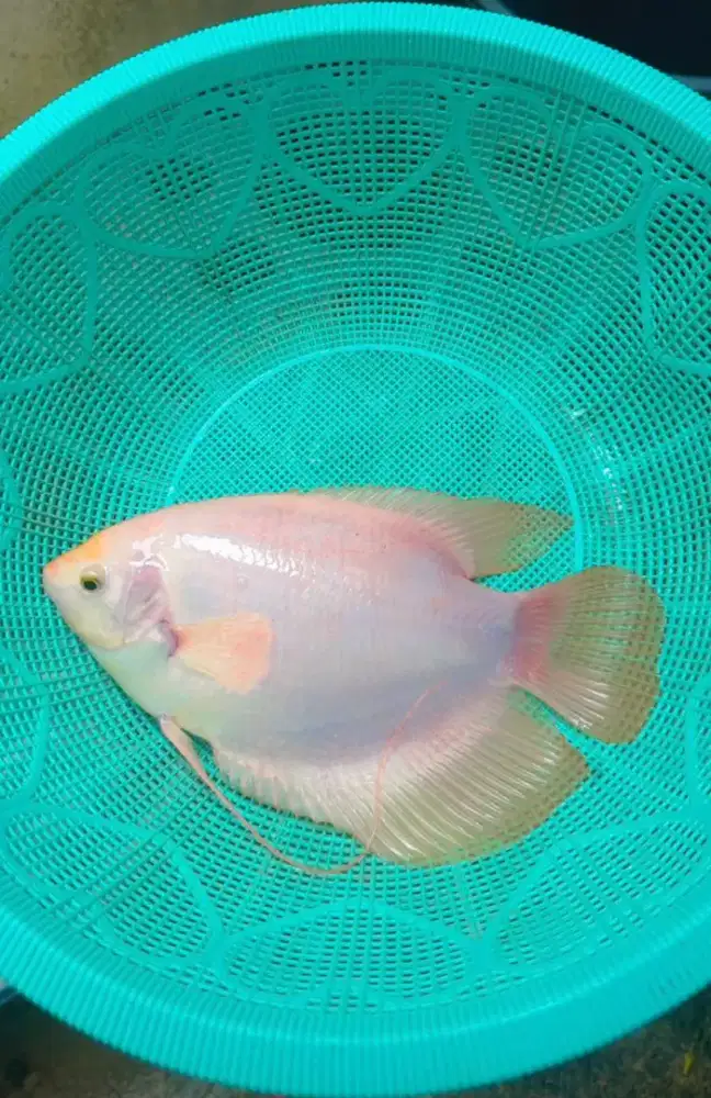 Ikan Gurame Hias/Konsumsi