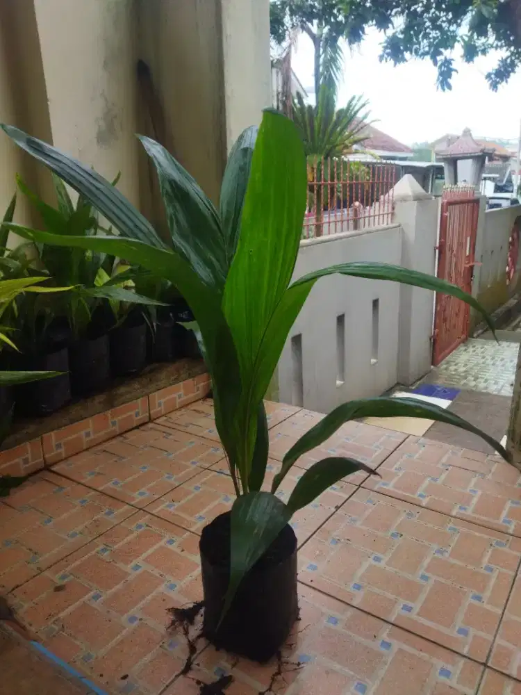 Bibit sawit jenis unggul DXP PPKS Tenera