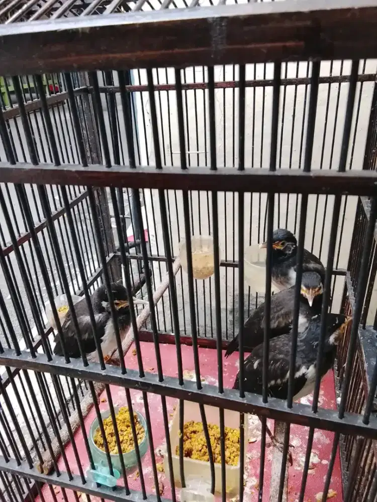 anakan / lolohan jalak suren