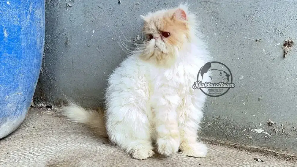 Persian peaknose ganteng soft spoken