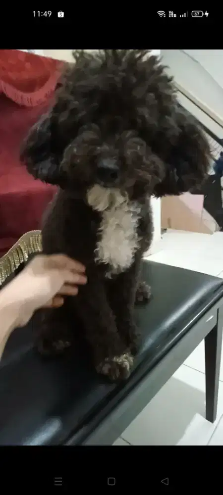 poodle black tuxedo