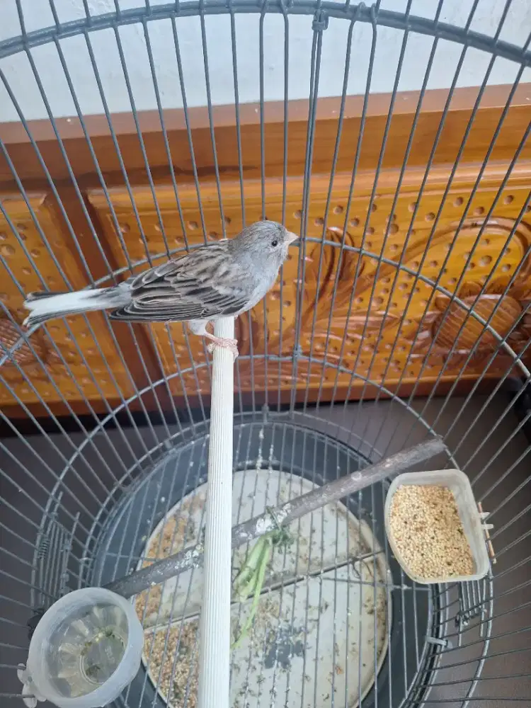 Kenari starblue gacor