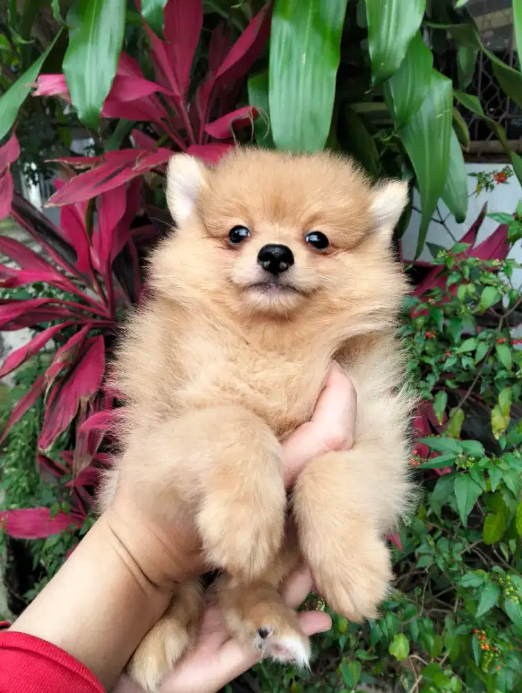 Dijual puppies pom orange 2 pasang