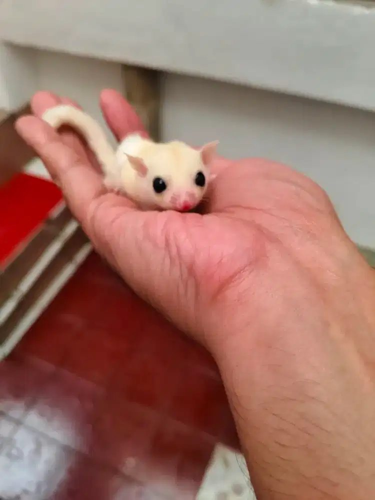 Sugar Glider Joey Leucistic