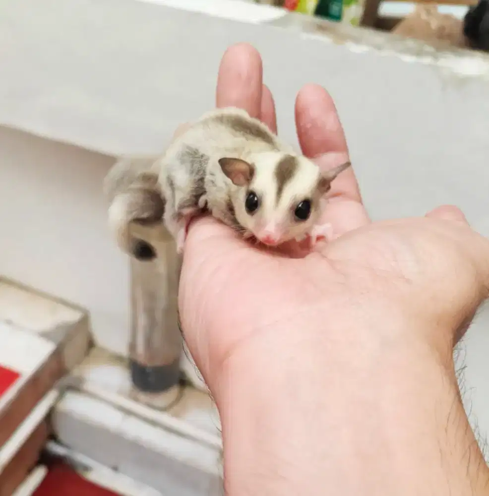 Sugar Glider Joey Platinum Mozaik