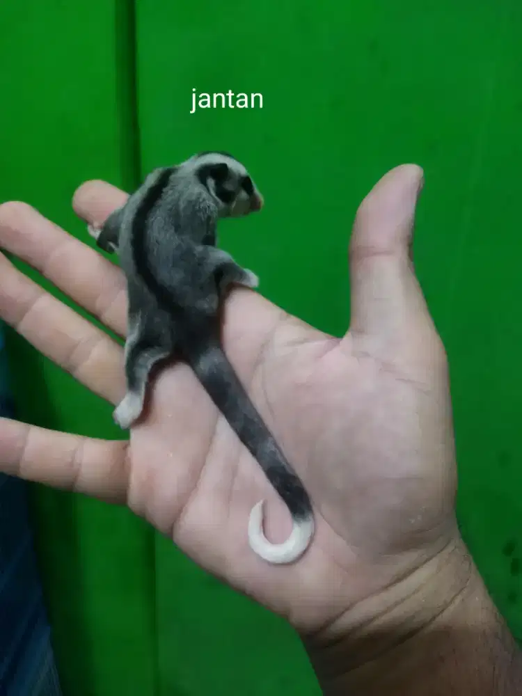 sugar glider white tip