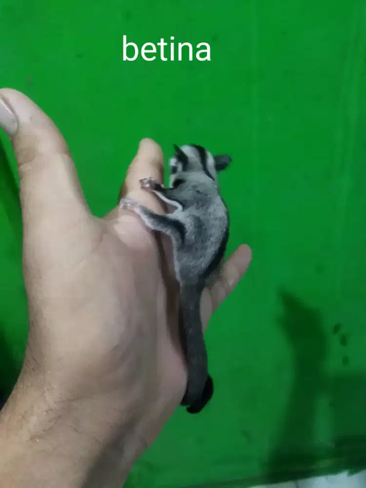 sugar glider classic gray