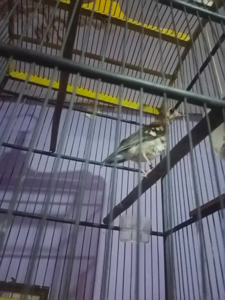 Anis kembang trotol jantan riwik kasar