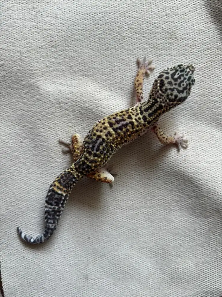 Leopard Gecko Juve