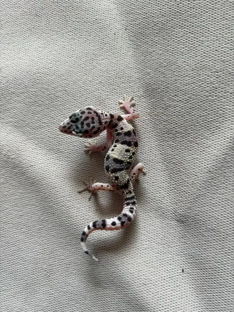 Leopard gecko cerah