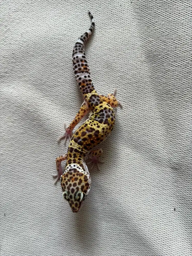 Leopard gecko cerah