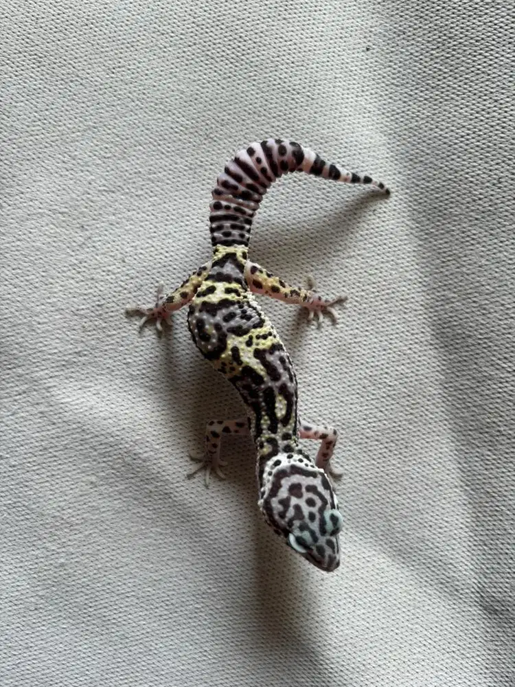 leopard gecko cerah