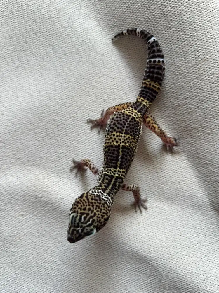 leopard gecko dewasa