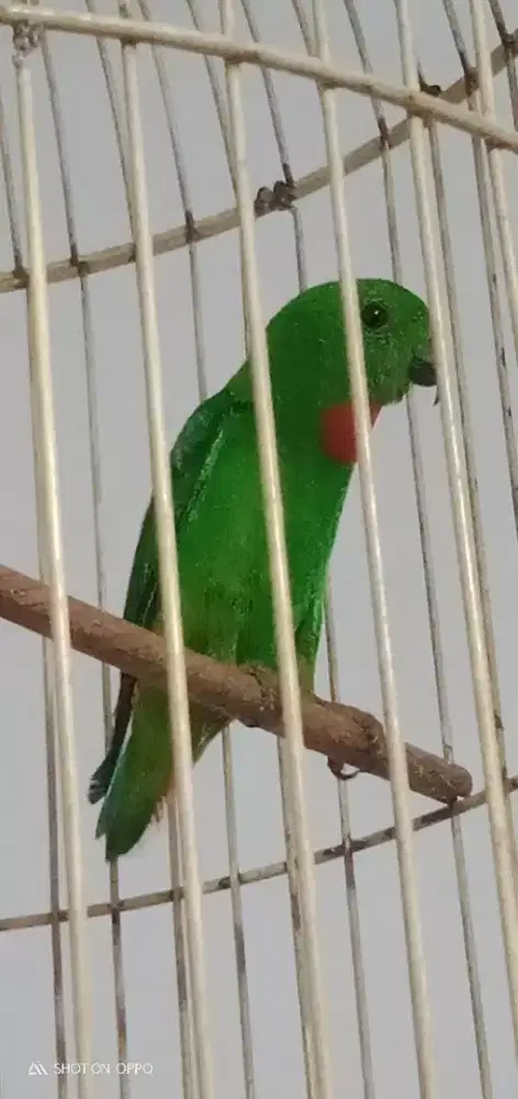 Jual santay burung makan milet fullset nego