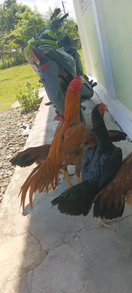 Jual 5 Ayam silangan Ekor lidi X Bangkok ( jual khusus borongan)