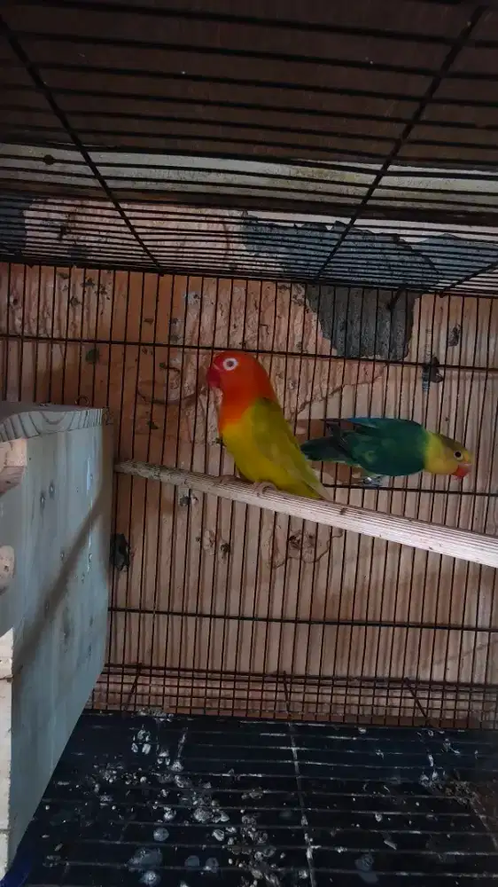 Indukan aqua/bio/pf X bio pf green