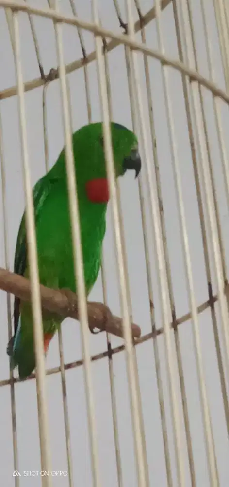 Jual santay burung makan milet fullset nego