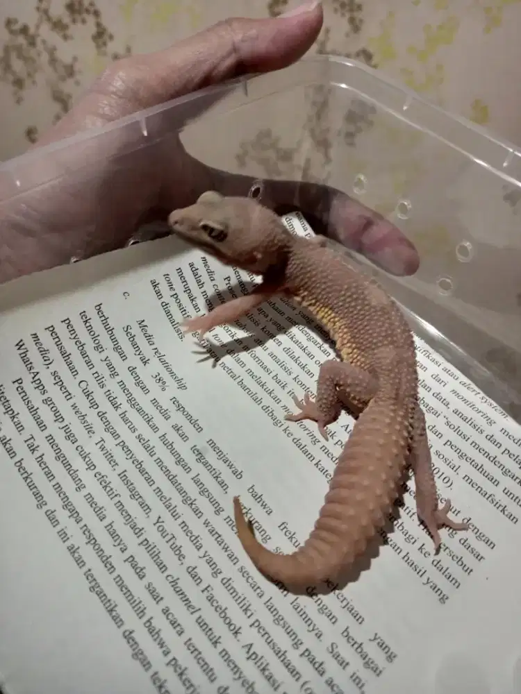 Leopard gecko coklat kelas bell