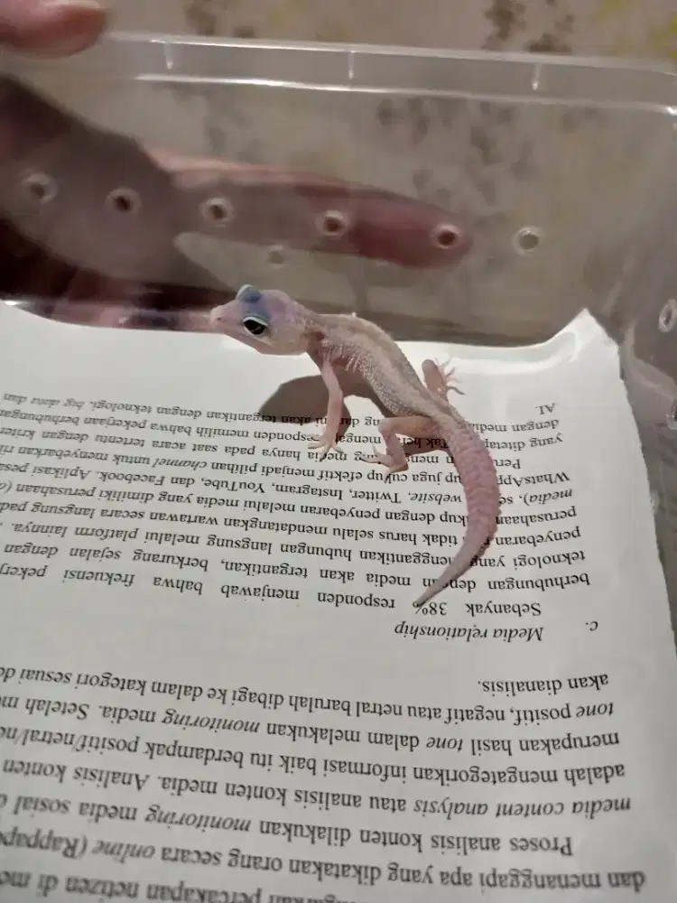 Leopard Gecko Macksnow MP BN