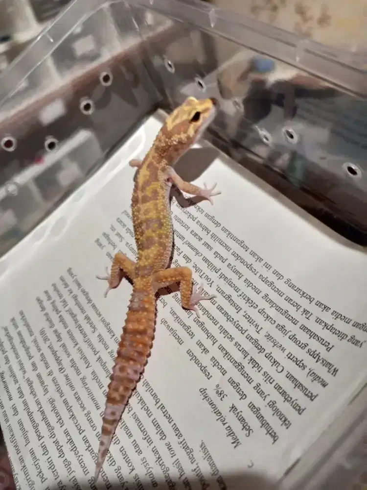 Leopard gecko Wy Raptor