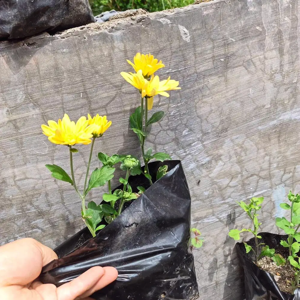 Bunga krisan (bunga hias)