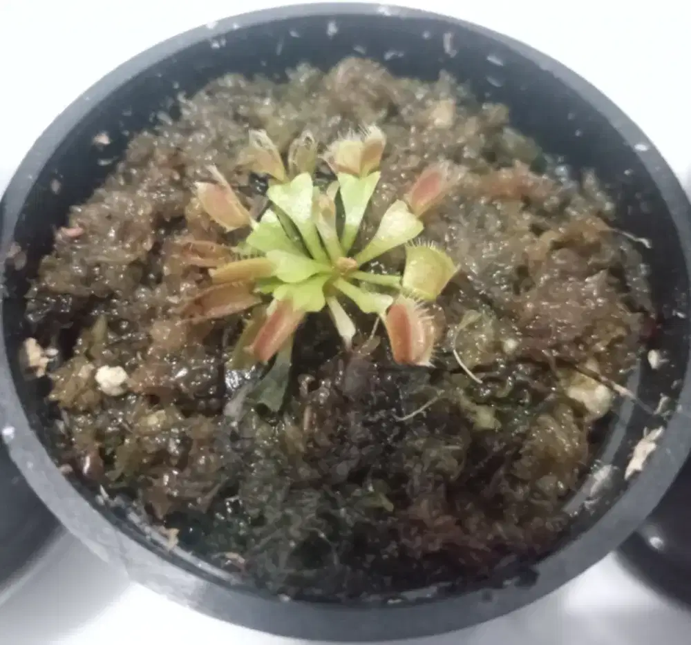 Tanaman Karnivora Venus Flytrap