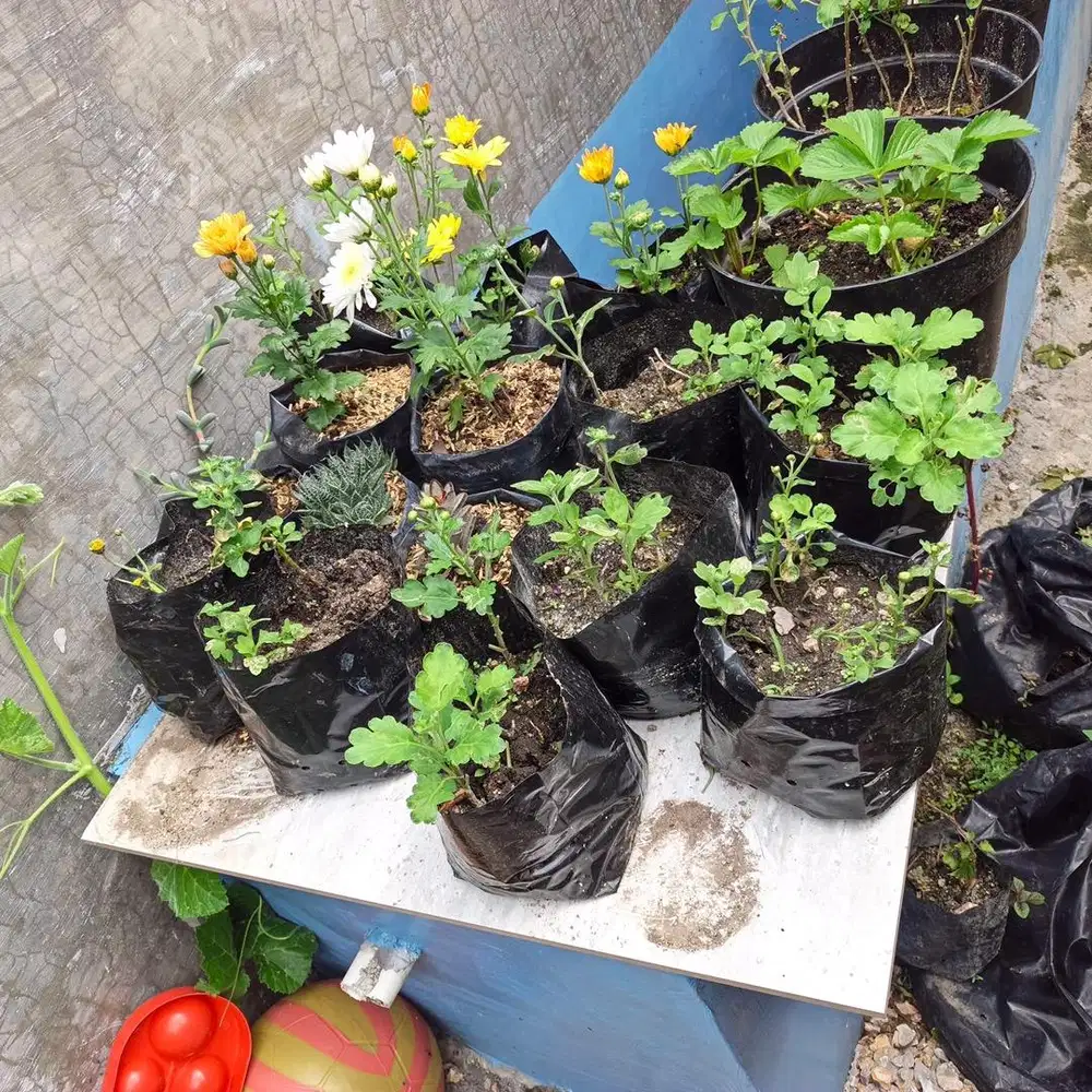 Bunga  krisan hias hidup