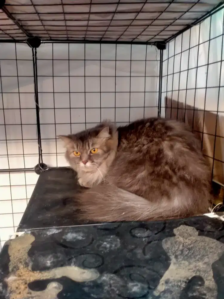 Di jual kucing anggora Persia