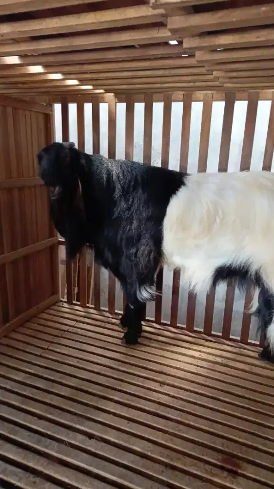 Jasa dokter hewan melayani kambing sapi