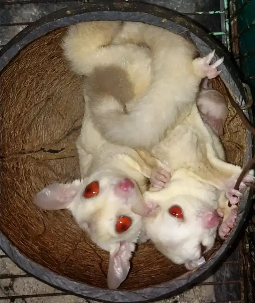 Sugar glider creamino sepasang proven 3x