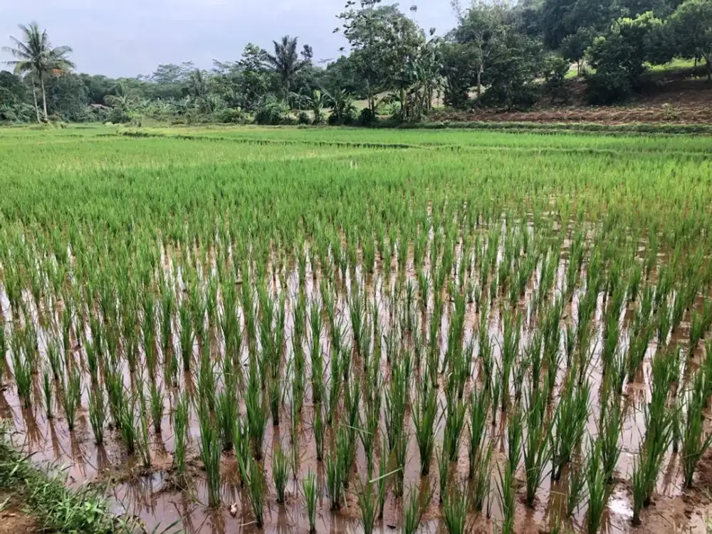 Dijual Cepat Tanah di Rumpin Bogor