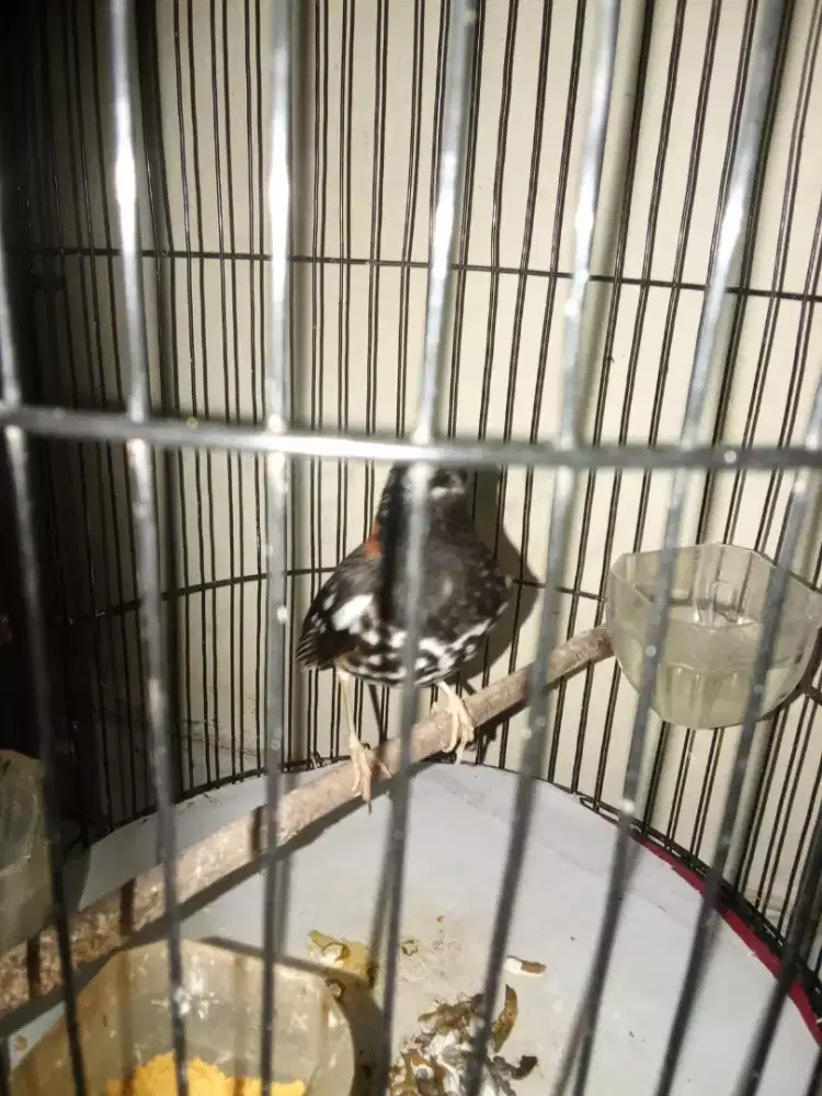 Anis kembang harian gacor