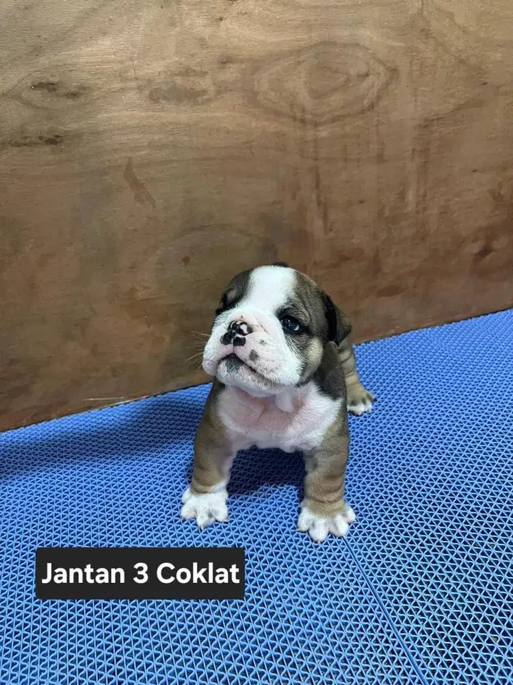 ENGLISH BULLDOG COKELAT (JANTAN)