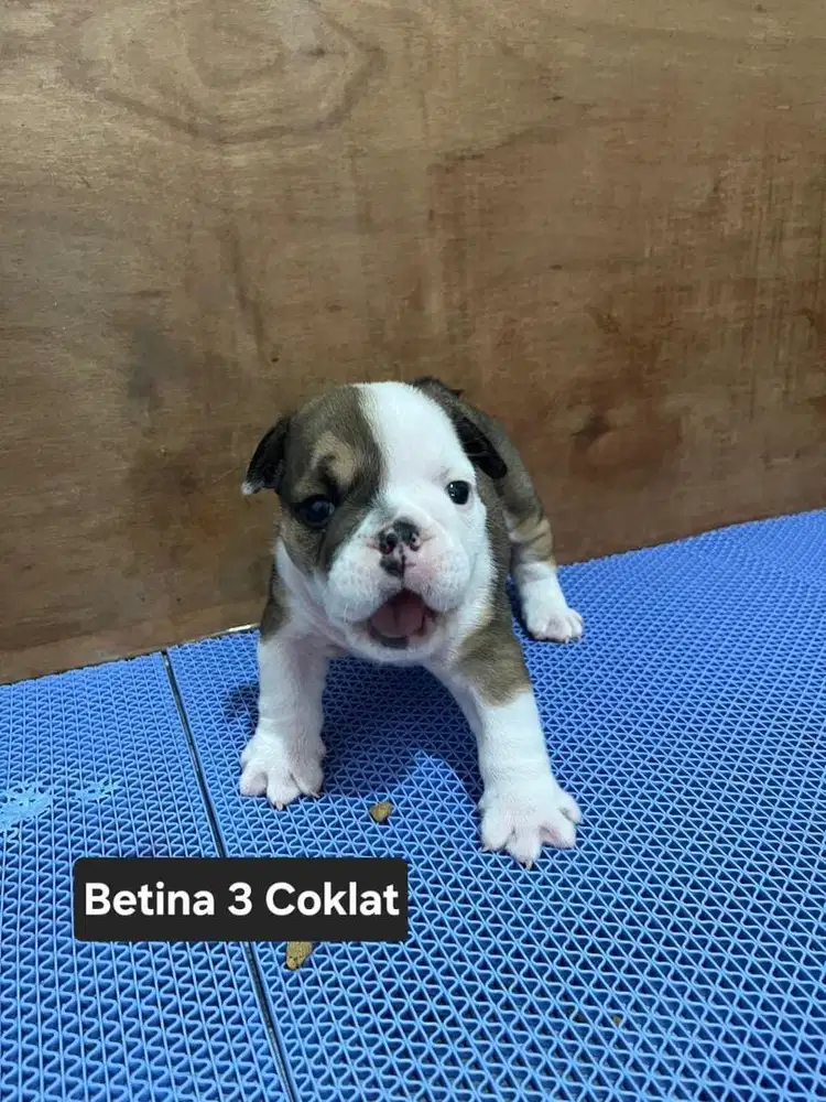 ENGLISH BULLDOG COKELAT (BETINA 3)