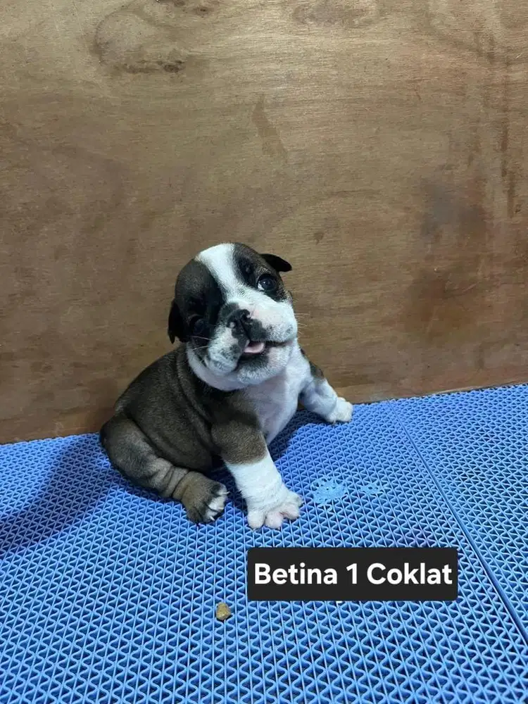 ENGLISH BULLDOG COKELAT (BETINA 1)