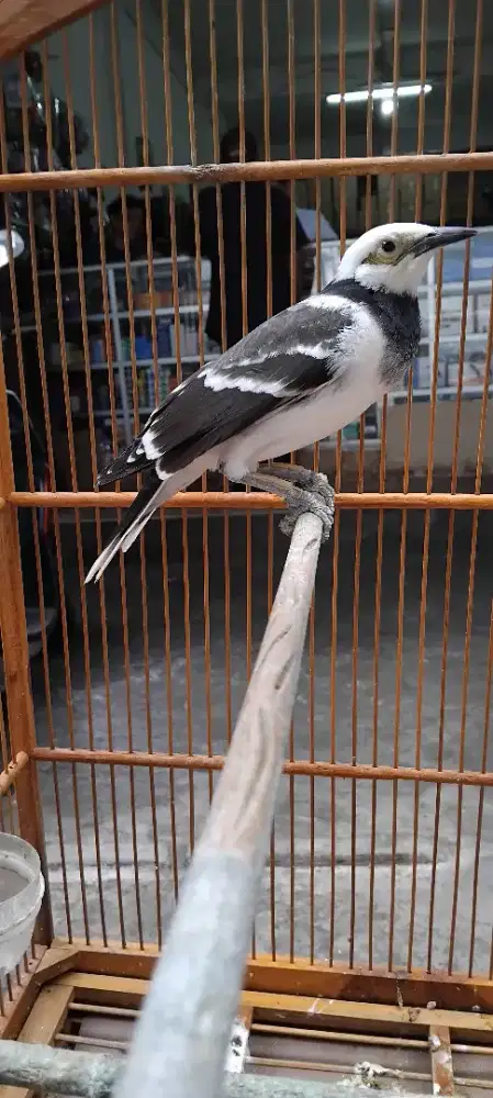 Jalak hongkong gacor